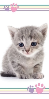 Osuška Kitten colour